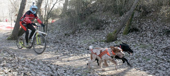 Mañana de mushing en Arroyo